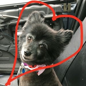 Meet your Posher, Shelby